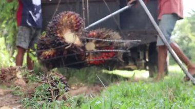 Palmiye yağı ağırlığı etkinliğinin yakın görüntüsü