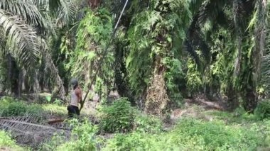 Çiftçiler palmiye yağı topluyor. Bengkulu - Endonezya, 10 Ağustos 2024