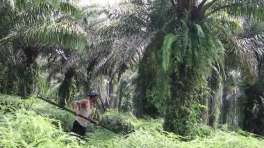 Çiftçiler palmiye yağı topluyor. Bengkulu - Endonezya, 10 Ağustos 2024
