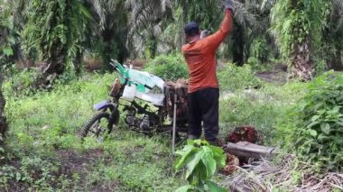 Çiftçiler palmiye yağı topluyor. Bengkulu - Endonezya, 10 Ağustos 2024