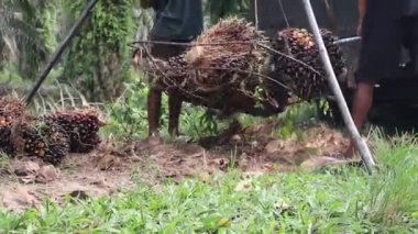 Yağ tomurcuklarına dikkat edin.