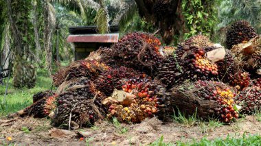 Yağ palmiyesi meyvesini kapatın. Olgun. Hurma yığını