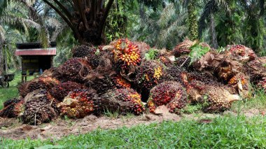 Yağ palmiyesi meyvesini kapatın. Olgun. Hurma yığını