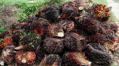 Yağ palmiyesi meyvesini kapatın. Olgun. Hurma yığını