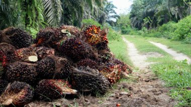 Yağ palmiyesi meyvesini kapatın. Olgun. Hurma yığını