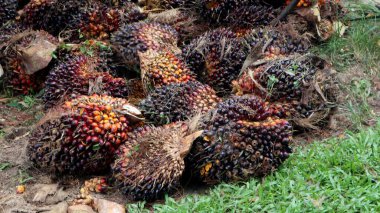 Yağ palmiyesi meyvesini kapatın. Olgun. Hurma yığını