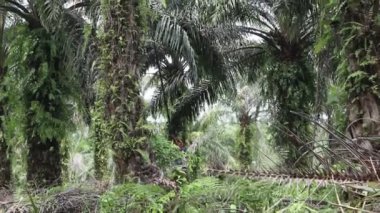 Petrol palmiyesi çiftçileri 20 Haziran 2024 'te Bengkulu, Endonezya' da hasat ediyor.