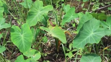 Taze yeşil yetişen bir taro grubu.