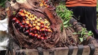 Olgun palmiye meyvesi sepetten çıkarılır.