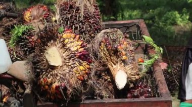 Olgun palmiye meyvesi sepetten çıkarılır.