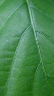 yeşil yaprak arkaplan, yaprak kemik yapısı