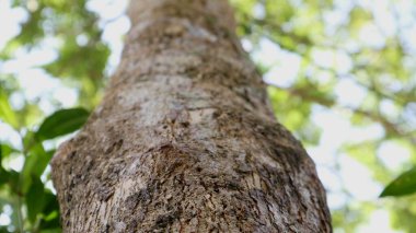 Aşağıdan görünen ağaç dokusu