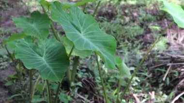 Taze vücutlu yeşil taro ağaçları koleksiyonu.