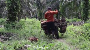 Palmiye yağı taşıyan yağ çiftçileri. Bengkulu, Endonezya. 16 Haziran 2024