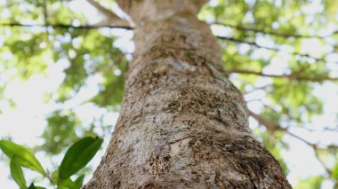 Aşağıdan görünen ağaç dokusu