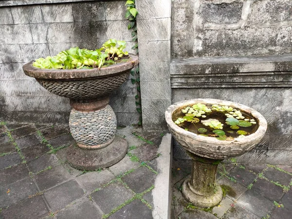 ornamental water plants grown in bowl-shaped pots.