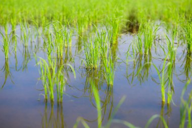 Rice sprouts in the paddy rice field, Chiang Mai Province.