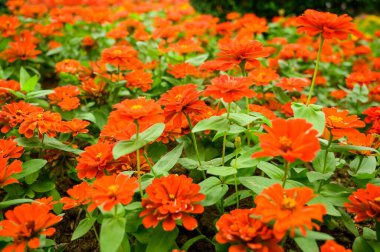 Orange Zinnia flower in the garden at Chiang Mai Province.