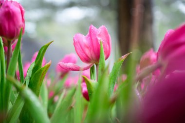 Pink tulip flowers in the garden at Chiang Mai Province.