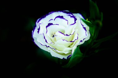 White and blue roses in the garden at Chiang Mai Flower Festival, Thailand.