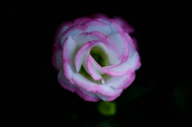 Purple Lisianthus Flowers in The Garden with Copy Space, Thailand.