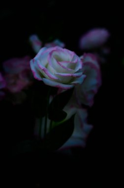 Purple Lisianthus Flowers in The Garden with Copy Space, Thailand.