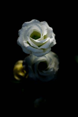 White Lisianthus Flowers in The Garden with Copy Space, Chiang Mai Province.