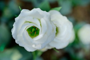 Pollen of White Lisianthus Flowers in The Garden, Chiang Mai Province.