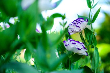 White and purple Lisianthus Flowers in The Garden with Copy Space, Chiang Mai Province.