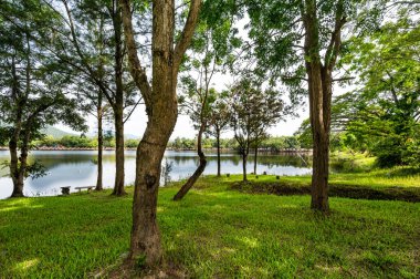 Green grass and trees beside Huay Tueng Thao Lake in the morning, Chiang Mai Province.