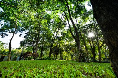 Landscape of Public Park in Chiang Mai Province, Thailand.