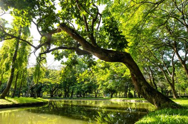 Shady Public Park in Chiang Mai Province, Thailand.