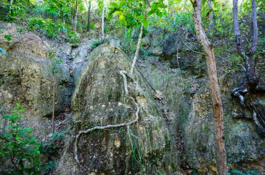 Eroded soil layers and ancient tree roots along the nature trail in Mae Wang National Park, Chiang Mai Province.