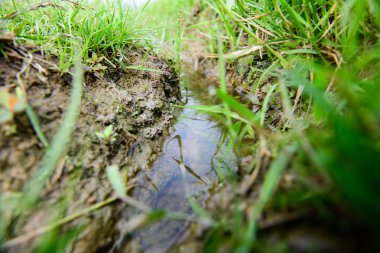 Waterway in the rice fields, Chiang Mai Province.