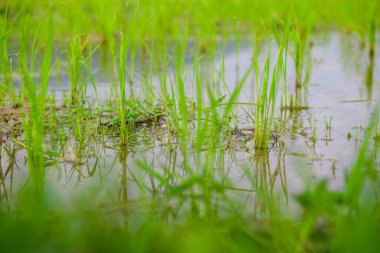 Rice sprouts in the paddy field, Chiang Mai Province.