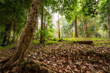 Thai Style Church in Forest at Wat Luang Khun Win, Chiangmai Province.