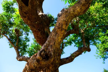 Sametchun tree in the botanical garden, Chiang Mai province.