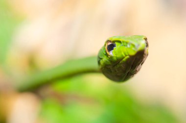 Close Up of Long Nosed Green Snake, Thailand.