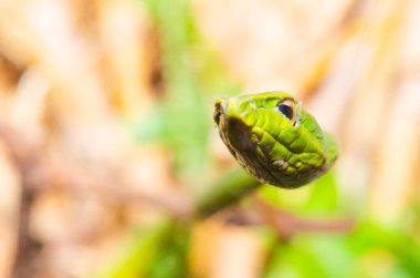 Close Up of Long Nosed Green Snake, Thailand.
