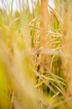 Rice Paddy in Field, Chiang Mai Province.