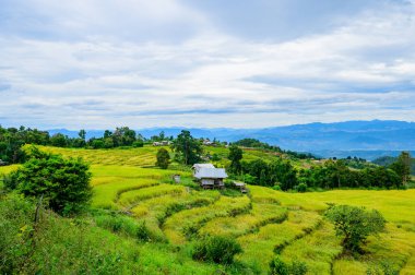Pa Bong Piang Rice Terraces at Chiang Mai Province, Thailand.