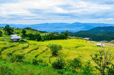 Pa Bong Piang Rice Terraces at Chiang Mai Province, Thailand.