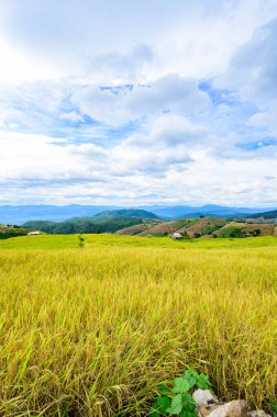 Pa Bong Piang Rice Terraces at Chiang Mai Province, Thailand.