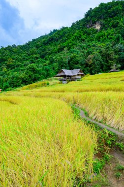 Pa Bong Piang Rice Terraces at Chiang Mai Province, Thailand.