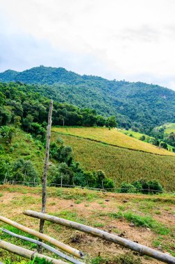 Pa Bong Piang Rice Terraces at Chiang Mai Province, Thailand.
