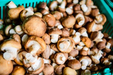 Fresh Shiitake Mushroom in Basket, Chiangmai Province.