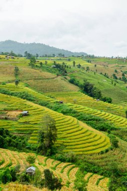 Pa Bong Piang Rice Terraces at Chiang Mai Province, Thailand.