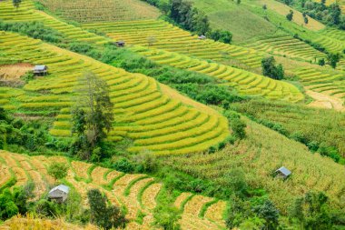 Pa Bong Piang Rice Terraces at Chiang Mai Province, Thailand.