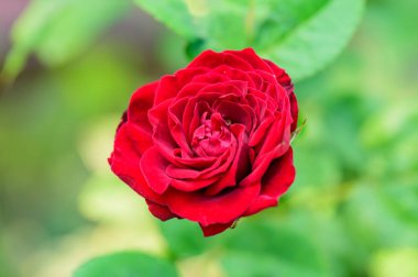 Red rose in the garden, Thailand.
