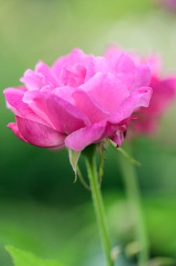 Pink rose in the garden, Thailand.